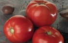 Сорт томата: Бэлла роса f1